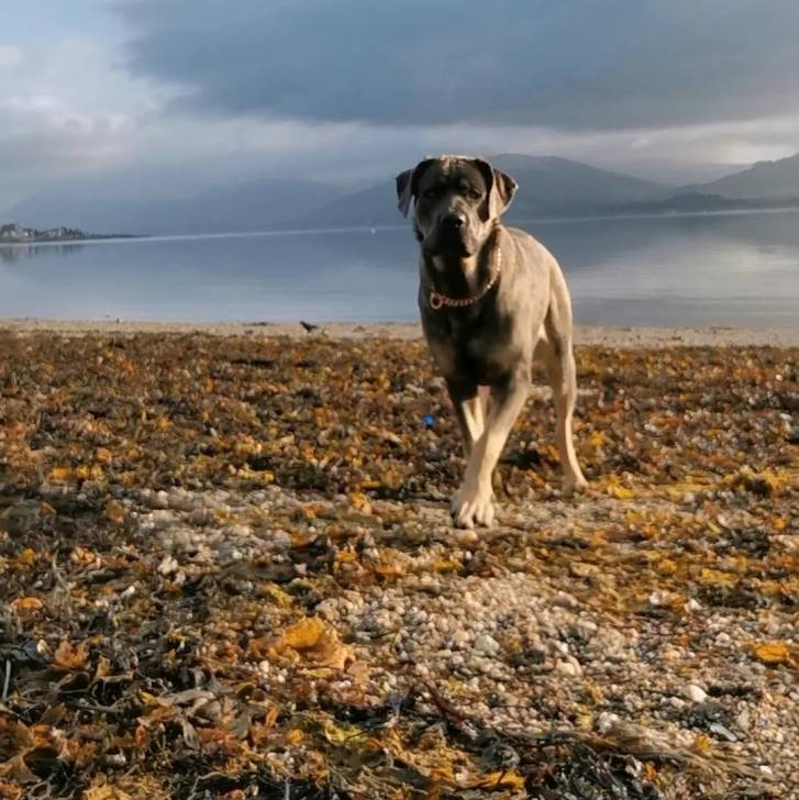 Un Mastweiler au pelage bicolore, marchant sur la rive d'une rivière et portant un collier autour du cou 