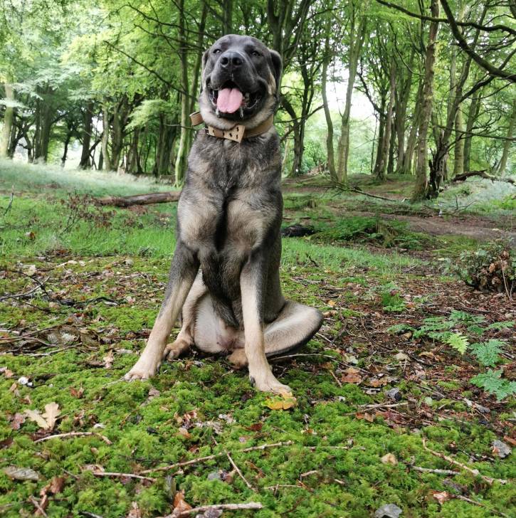 Un Mastweiler au pelage bicolore, assis sur une surface herbacée, ayant la langue pendante et portant un collier autour du cou 