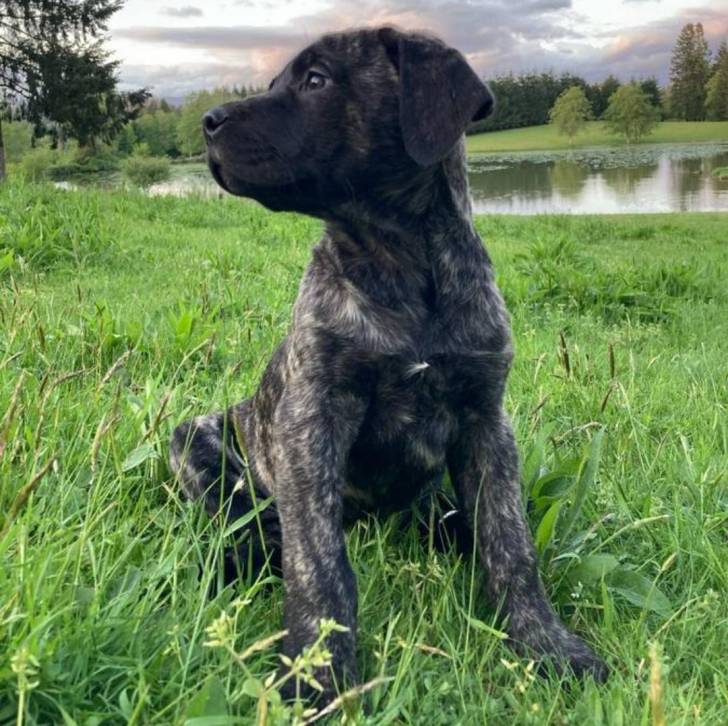 Un Mastweiler au pelage bicolore, assis sur une surface herbacée et semblant détendu 