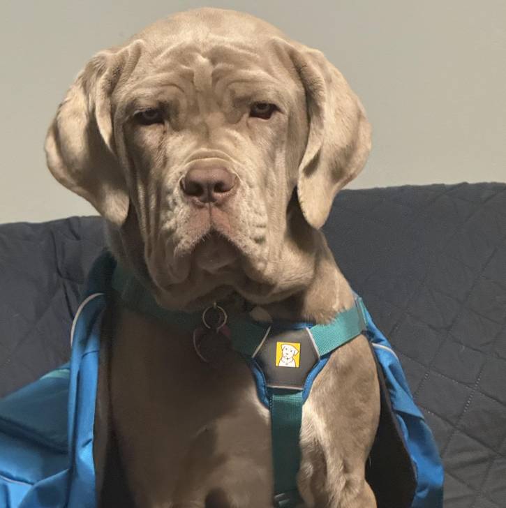 Un Mastweiler au pelage bicolore, assis sur un canapé, regardant vers la caméra et portant un harnais