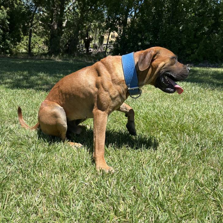 Un Mastweiler au pelage fauve, assis sur une surface herbacée, tirant la langue et portant un collier autour du cou