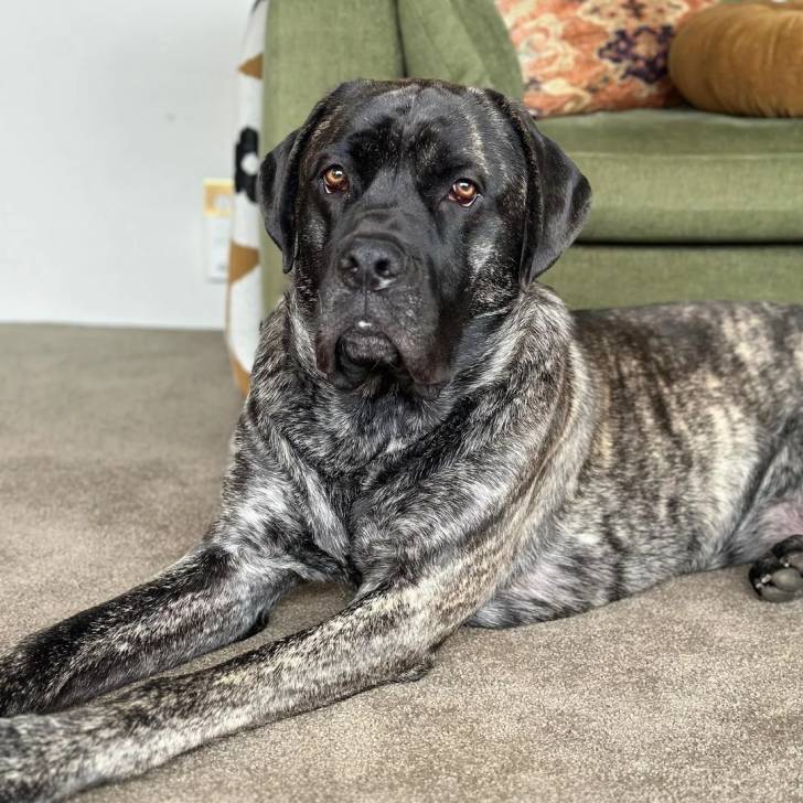 Un Mastweiler au pelage bicolore, allongé sur un tapis et regardant vers la caméra 