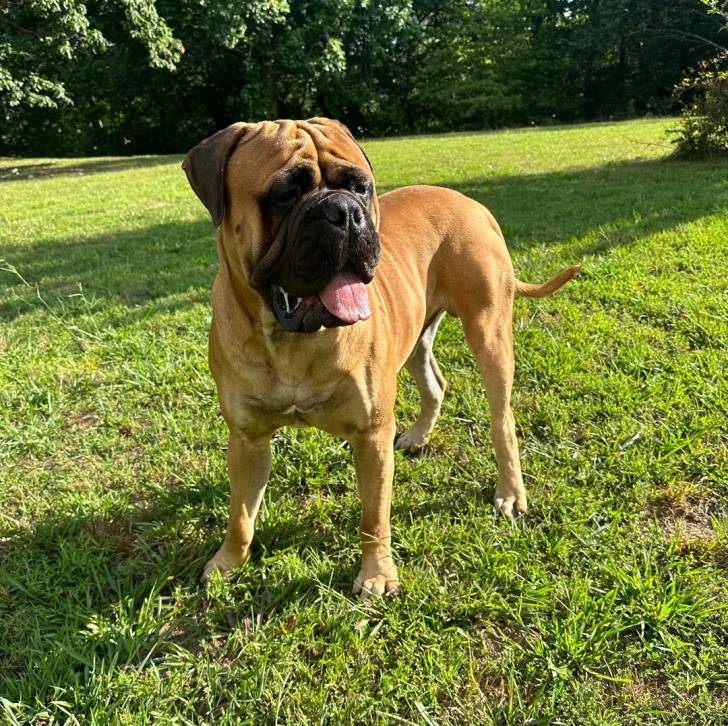 Un Mastweiler au pelage fauve, debout sur une surface herbacée et tirant la langue 
