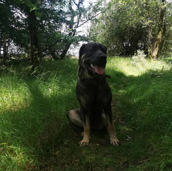 Un Mastweiler au pelage bicolore, assis sur une surface herbacée, ayant la langue pendante et portant un collier autour du cou