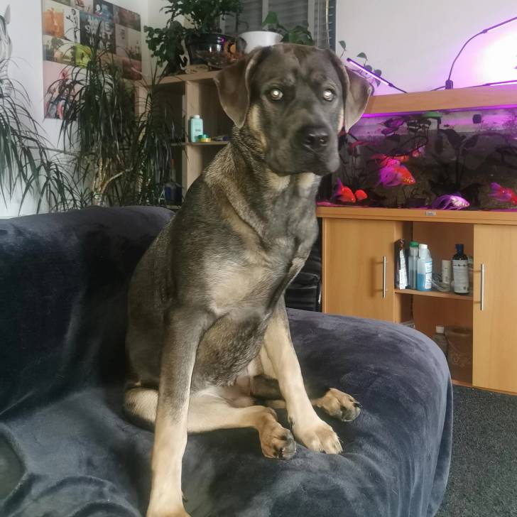 Un Mastweiler au pelage bicolore, assis sur un plancher en bois et regardant vers la caméra 