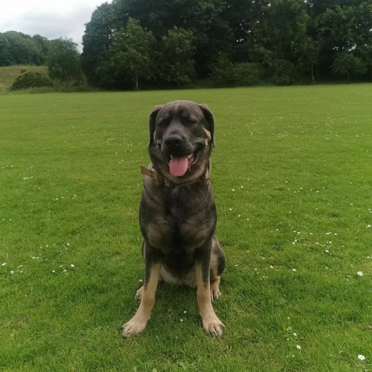 Un Mastweiler au pelage bicolore, assis sur un terrain gazonnée, tirant la langue et portant un collier autour du cou 