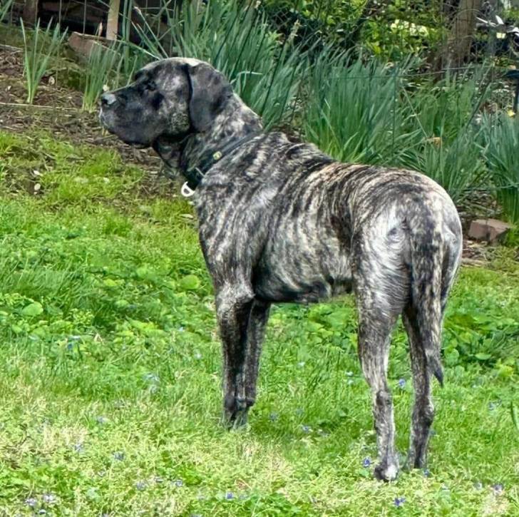 Un Mastweiler au pelage tricolore, debout sur une surface herbacée et portant un collier autour du cou