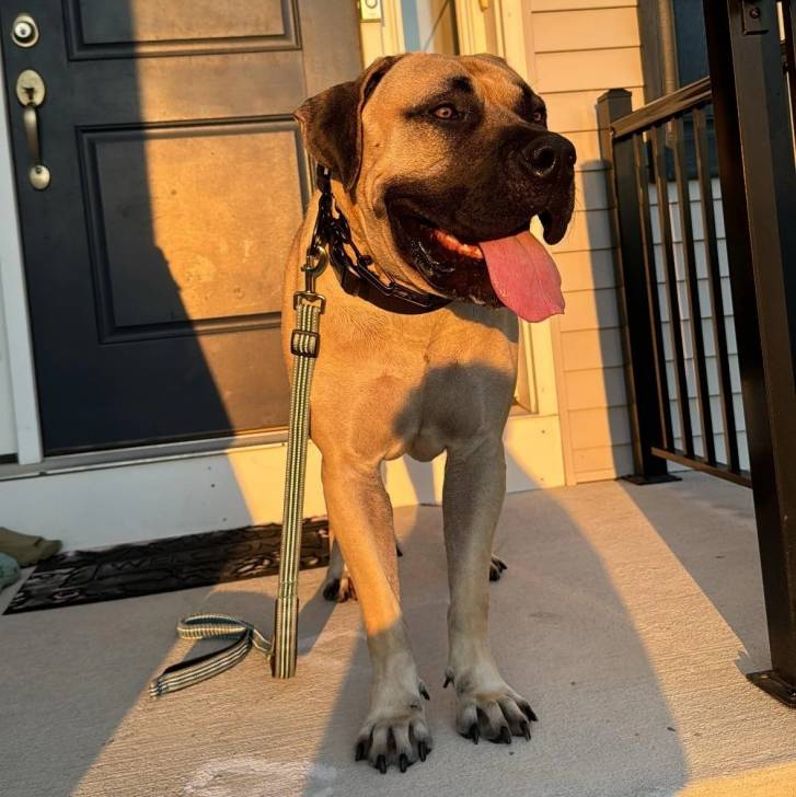 Un Mastweiler au pelage fauve, debout sur une surface bétonnée, ayant la langue pendante et qui est tenu en laisse