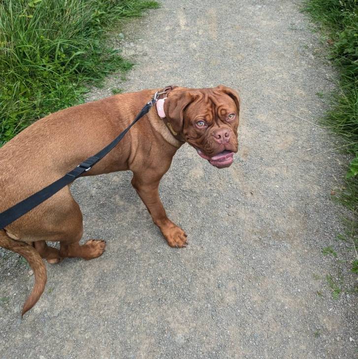 Un Mastweiler au pelage fauve, debout dans une allée et qui est tenue en laisse 