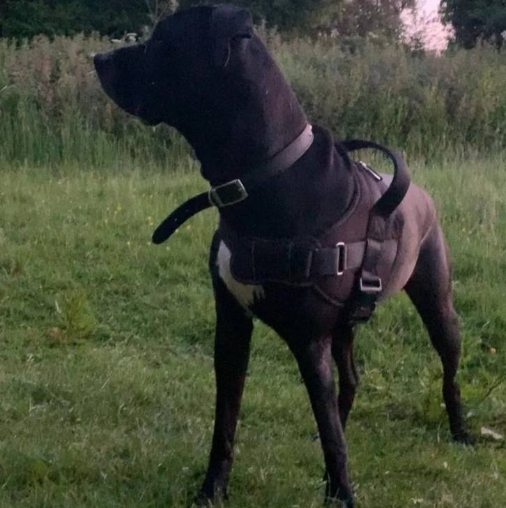 Un Mastweiler au pelage bicolore, debout sur une surface herbacée et portant un harnais 