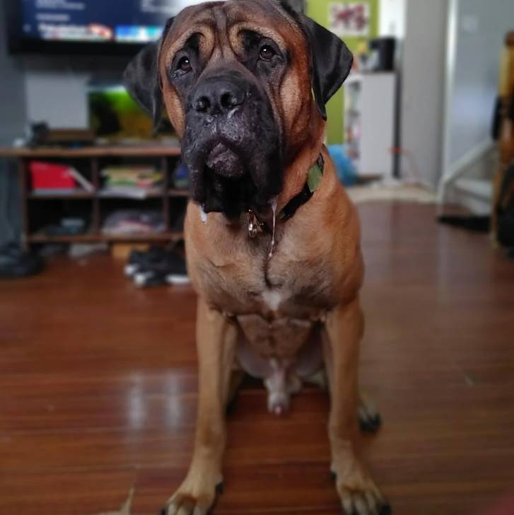 Un Mastweiler au pelage fauve, assis sur un plancher en bois et portant un collier autour du cou 