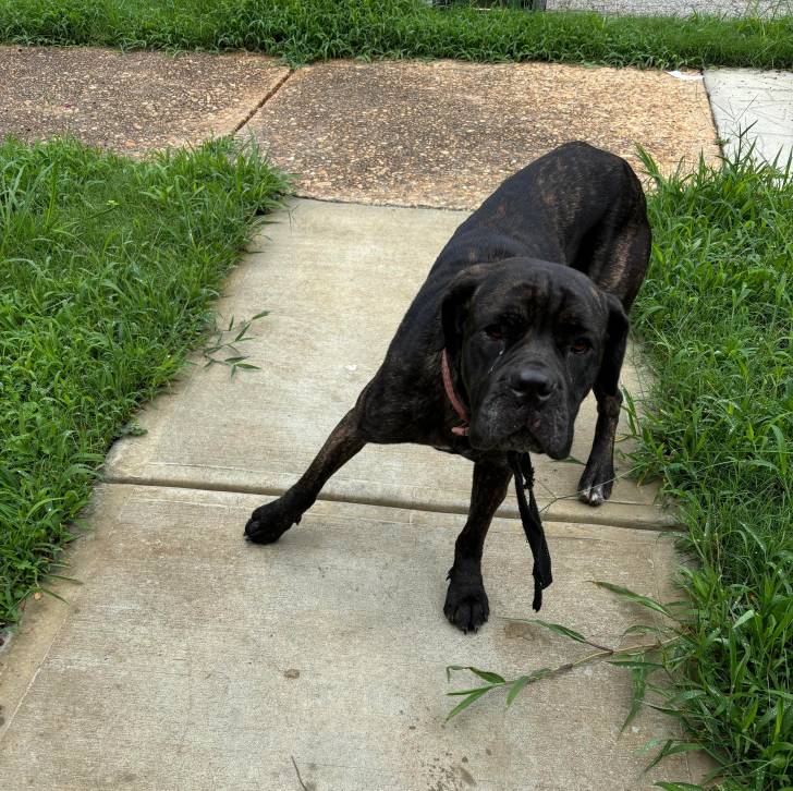 Un Mastweiler au pelage bicolore, debout sur une surface bétonnée et regardant vers la caméra 