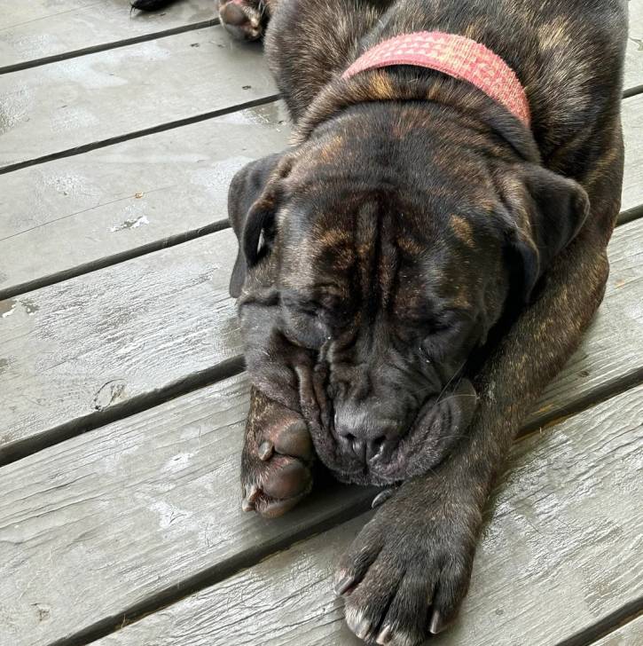 Un Mastweiler au pelage bicolore, allongé sur un plancher en bois, portant un collier autour du cou et semblant dormir