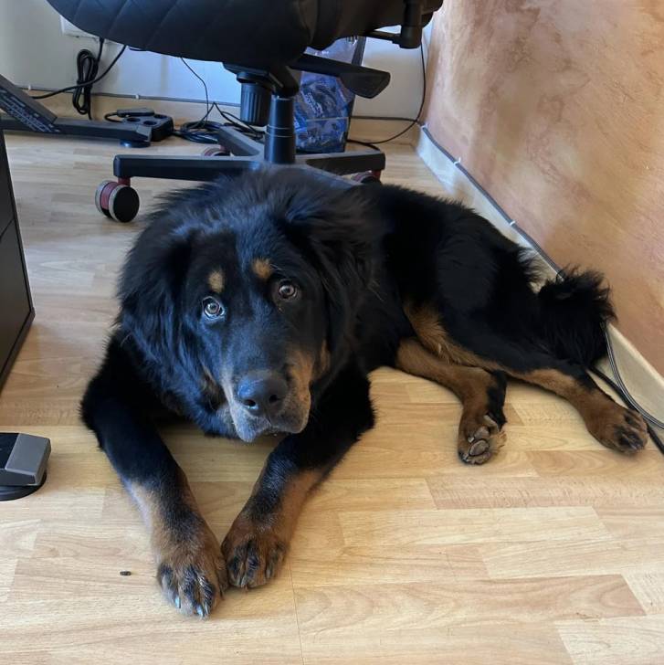 Un Mastweiler au pelage bicolore, allongé sur un sol carrelé et regardant la caméra 