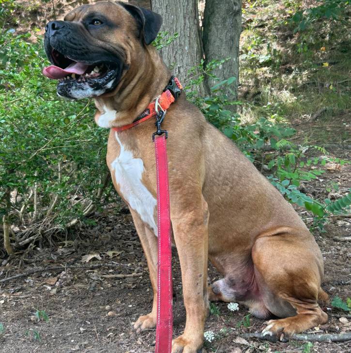 Un Mastweiler au pelage bicolore, assis sur une surface sableuse et qui est tenu en laisse 