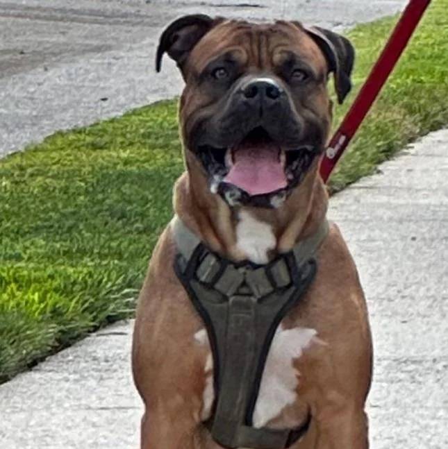 Un Mastweiler au pelage bicolore, regardant vers la caméra, portant un harnais et qui est tenu en laisse 