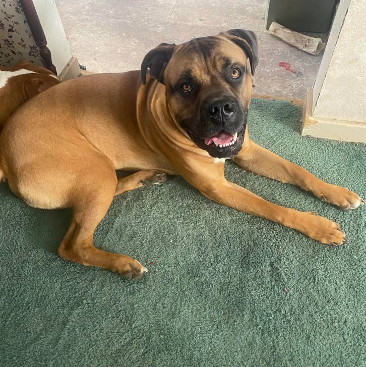 Un Mastweiler au pelage fauve, allongé sur un tapis et regardant la caméra de haut 
