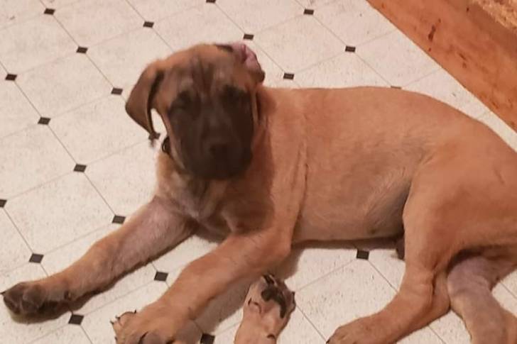 Un Mastweiler allongé sur une surface carrelé et regardant vers la caméra