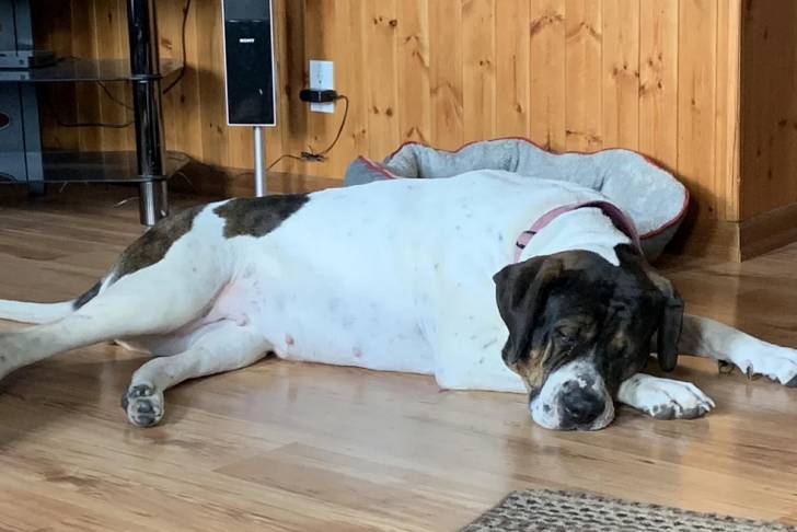 Un Mastweile allongé sur un plancher et portant un collier autour du cou