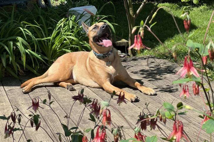 Un Mastweiler allongé sur un plancher ayant la gueule ouverte et portant un collier autour du cou