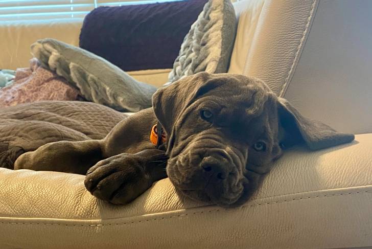 Un Mastweiler allongé sur un canapé portant un collier autour du cou et regardant vers la caméra 