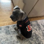 Un Bantam Bulldog assis sur un tapis et portant un habit pour chien