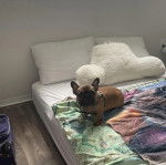 Un Bantam Bulldog au pelage fauve, sur un lit et portant un harnais 