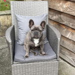 Un Bantam Bulldog au pelage bicolore, assis sur une chaise et regardant la cam&eacute;ra 