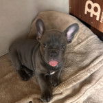 Un chiot Bantam Bulldog au pelage bicolore, assis et tirant la langue 