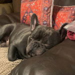 Un Bantam Bulldog au pelage bicolore, allong&eacute; sur un canap&eacute; et semblant dormir 