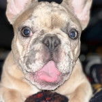 Gros plan d'un Bantam Bulldog regardant la cam&eacute;ra 
