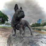 Un Bantam Bulldog au pelage bicolore, sur un rocher et portant un harnais 