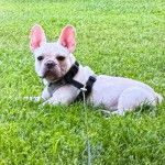 Un Bantam Bulldog allong&eacute; sur une surface herbac&eacute;e et qui est tenu en laisse 