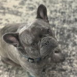 Un Bantam Bulldog au pelage bicolore, assis sur un tapis et portant un collier autour du cou 