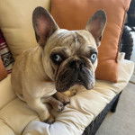 Un Bantam Bulldog assis sur un canap&eacute; et regardant la cam&eacute;ra