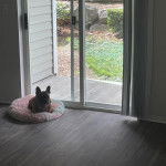 Un Bantam Bulldog au pelage fauve, allong&eacute; dans un panier et portant un collier autour du cou
