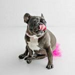 Plan large d'un Bantam Bulldog au pelage bicolore, assis sur un fond blanc et l&eacute;chant son museau 