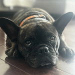 Un Bantam Bulldog au pelage bicolore, allong&eacute; sur un plancher et portant un collier autour du cou