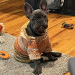 Un Bantam Bulldog au pelage bicolore, assis sur un tapis et portant un habit 