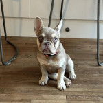 Un Bantam Bulldog au pelage bicolore, assis sur un plancher et portant un collier autour du cou