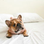 Un Bantam Bulldog au pelage fauve, allong&eacute; sur un lit et portant un habit 