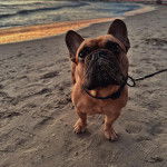 Un Bantam Bulldog au pelage bicolore, sur une surface sableuse et qui est tenu en laisse 