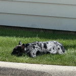 Un Bantam Bulldog au pelage bicolore, allong&eacute; sur une surface gazonn&eacute;e et semblant dormir 