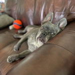 Un Bantam Bulldog au pelage bicolore, allong&eacute; sur un canap&eacute; et regardant la cam&eacute;ra