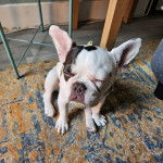 Un Bantam Bulldog au pelage bicolore, assis sur un tapis et portant un collier autour du cou 