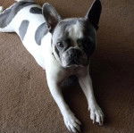 Un Bantam Bulldog au pelage bicolore, allong&eacute; sur une moquette et regardant la cam&eacute;ra 