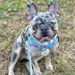 Un Bantam Bulldog au pelage bicolore, assis sur une surface herbac&eacute;e et qui est tenu en laisse 