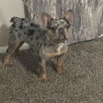 Un Bantam Bulldog au pelage bicolore, sur une moquette et qui est tenu en laisse