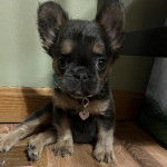 Un Bantam Bulldog au pelage bicolore, assis sur un plancher et portant un collier autour du cou 