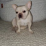 Un Bantam Bulldog au pelage blanc, assis sur un tapis et regardant la cam&eacute;ra 